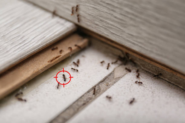 Best Best Pest Control Companies  in Coalville, UT