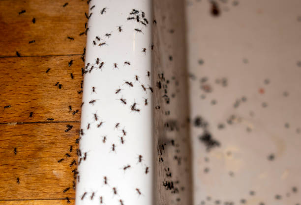 Best Exterminator Services  in Coalville, UT